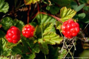 cloudberry-plant-a-red-cloudberry-plants-for-sale-uk.jpg